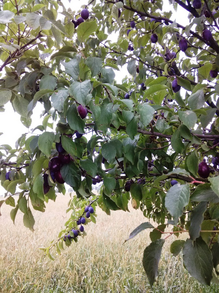 Pozostałe, Jeszcze trochę lata - ...śliwki przydrożne 