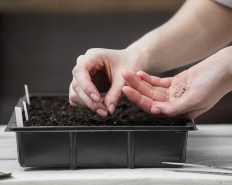Najlepsze odmiany pomidorów odporne na zarazę. Wysiejesz, a potem posadzisz każdą sadzonkę