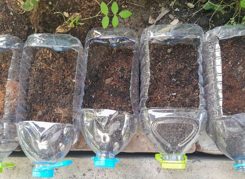 Wybrany pojemnik wypełniamy żyznym i przepuszczalnym podłożem.