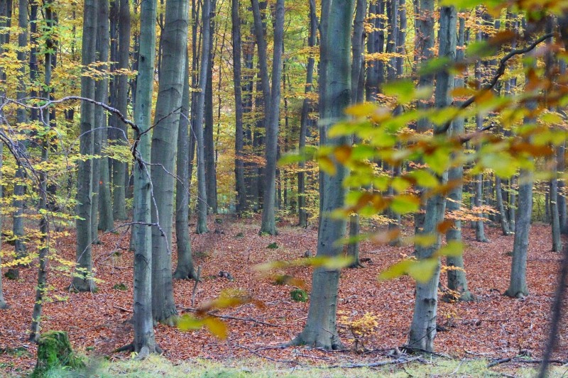 Pozostałe, Jesień w Puszczy Niepołomickiej