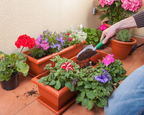 Jak obsadzić wiszącą skrzynkę na balkonie? Wybierz odpowiednie rośliny i ciesz się pięknym miejscem!