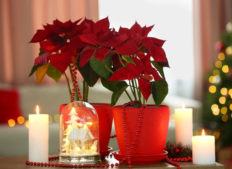 Wystarczy gwiazda betlejemska i świece, aby stworzyć we wnętrzu wyjątkowy klimat.