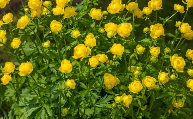 Pełnik europejski kwitnie bardzo obficie.