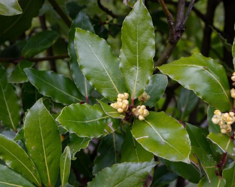 Latem na balkonie, zimą w chłodnym pokoju. Powinno być w każdym domu, bo liście pomagają na bóle stawów i wysoki cukier