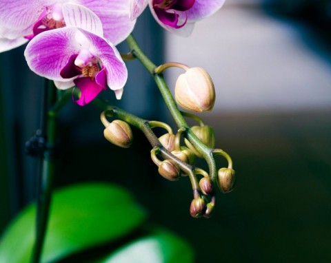 Kroisz, zalewasz wodą i czekasz 6 godzin. Mikstura do podlewania storczyków, która pobudza do wzrostu i kwitnienia