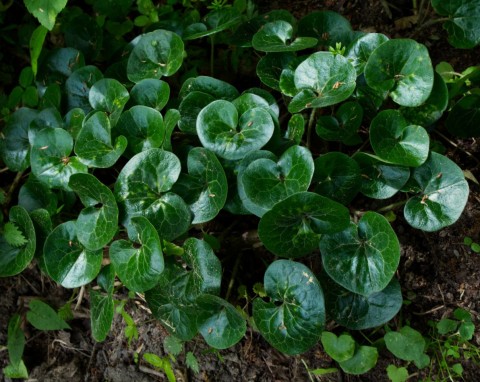 Idealne pod drzewa i trudne miejsca w ogrodzie. 3 żelazne rośliny zimozielone