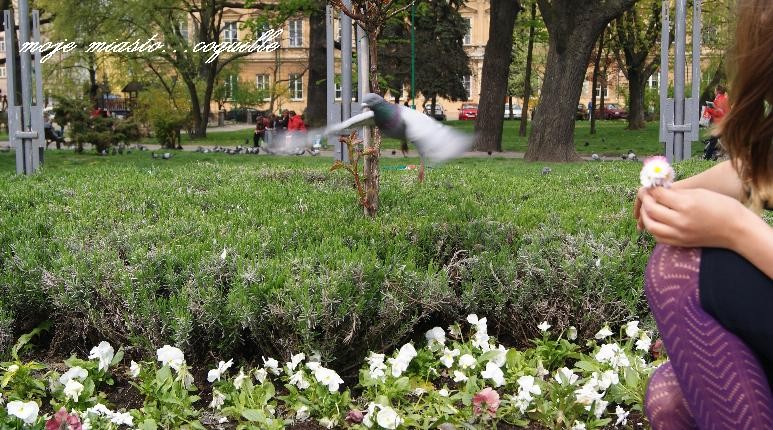 Rośliny, Trochę oddechu...na świeżym powietrzu:)