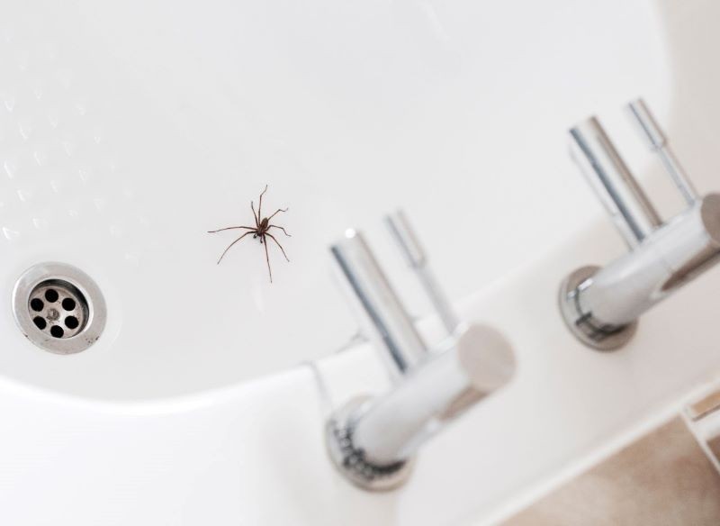 Co zrobić, żeby pająki nie wchodziły do domu?