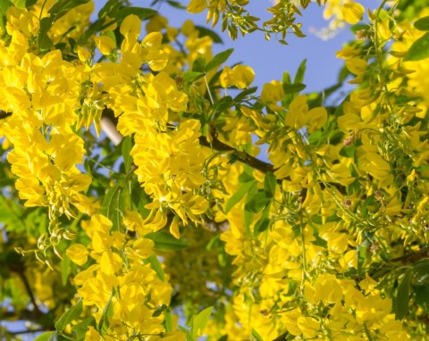 Złotokap zwyczajny (Laburnum anagyroides)