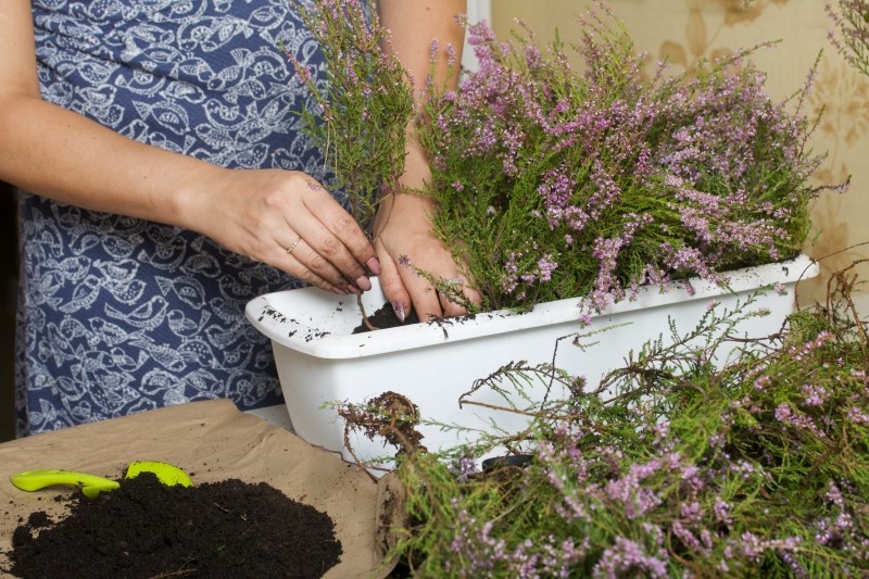 rozmnażanie wrzosów