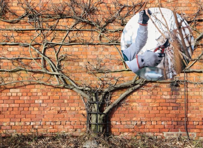 Glicynię przycinamy dwa razy w roku: wczesną wiosną i latem.