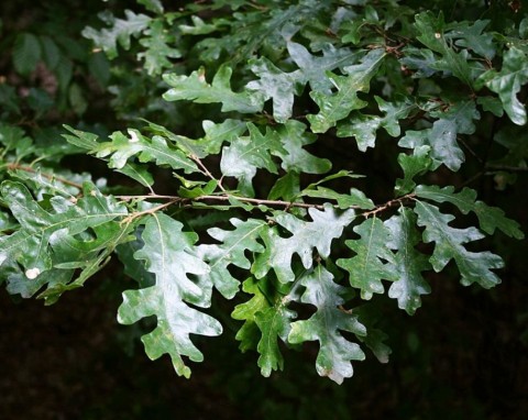 Dąb burgundzki (Quercus cerris)