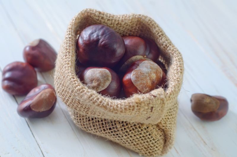 Kasztany mają wiele ciekawych zastosowań, co może zaskakiwać.