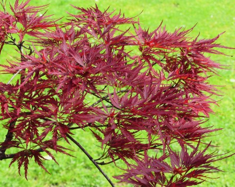 Klon palmowy (Acer palmatum Thunb.)