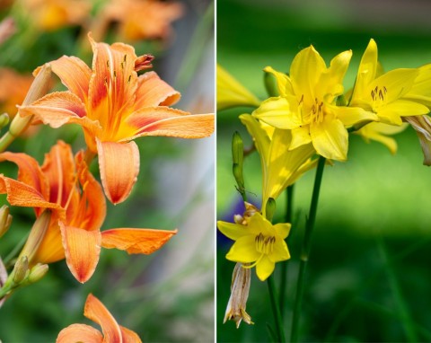 Najłatwiejsze w uprawie sadzonki wiosny, lata i jesieni. Jak uprawiać liliowce?