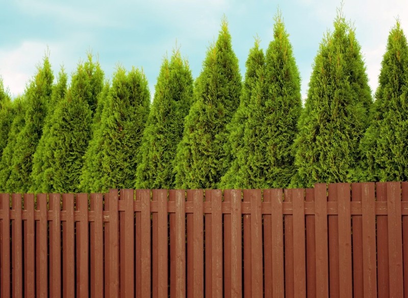 w jakiej odległości sadzić tuje