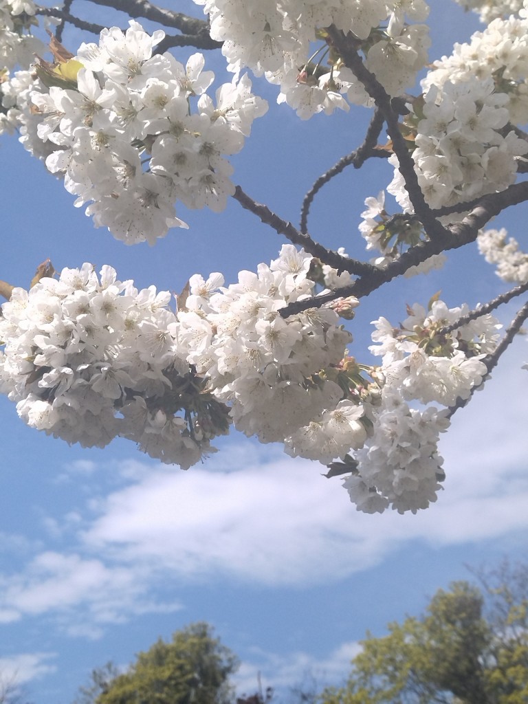 Rośliny, Majowe radości.................... - W maju jak w gaju................cieszmy się kwitnącym majowym kwieciem................a najpiękniejszy jest majowy sad.....................pozdrawiam Was bardzo serdecznie ............