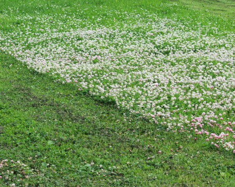 7 żelaznych roślin, które można wysiać zamiast trawy. Bezobsługowe, zakryją każde brzydkie miejsce