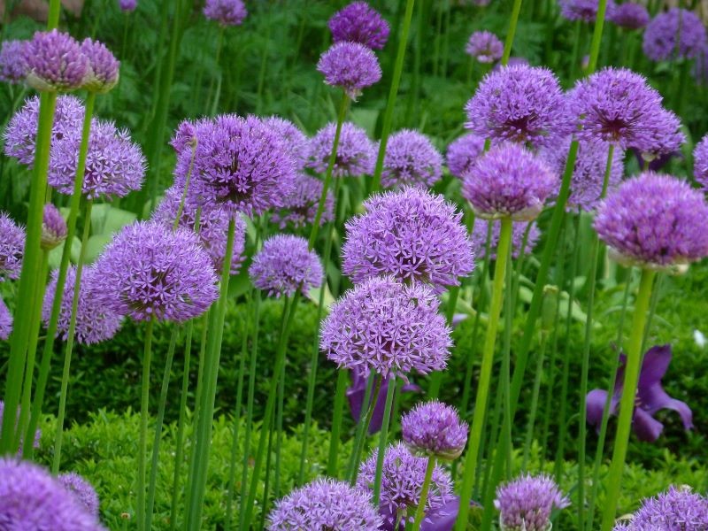 Czosnek bylinowy zachwyca kulistymi kwiatostanami i zwartym pokrojem.
