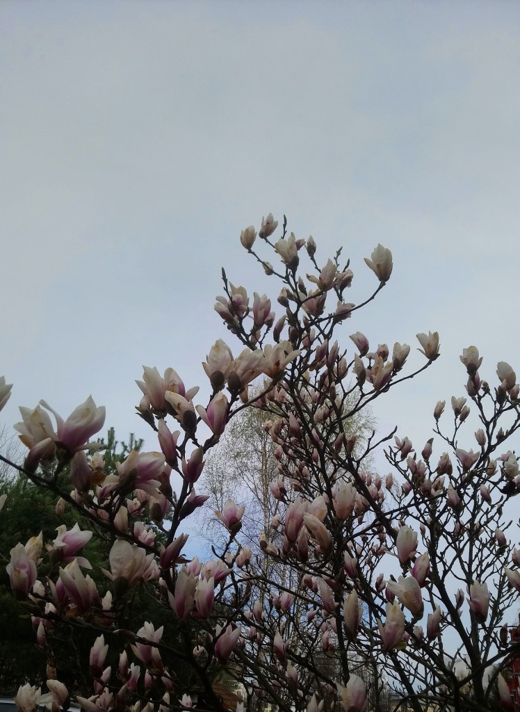 Rośliny, Biało - różowa .........magnoliowa................ - .................i magnolie................