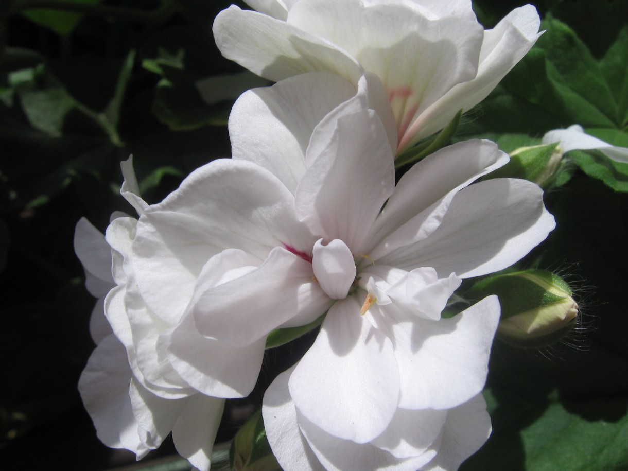 Balkon, Mały balkon w wielkim mieście - Moje ulubione  - biale pelargonie.