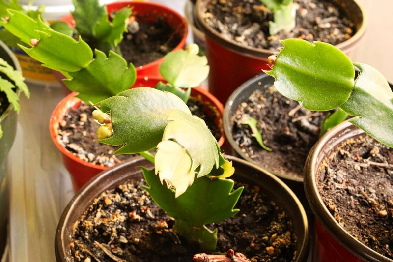 Sadzonek grudnika nie umieszczamy w podłożu głęboko. Wystarczy, że będą stały pionowo.