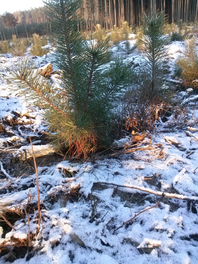 Pozostałe, Moje świętowanie...