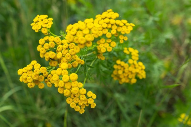 Jak wygląda wrotycz pospolity?