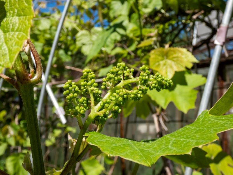Dzięki przycinaniu możemy cieszyć się większymi zbiorami winogron.