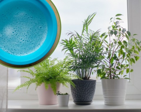 Specjalna kąpiel dla roślin doniczkowych – na wzmocnienie i przeciw szkodnikom. Jesienią i zimą to obowiązek