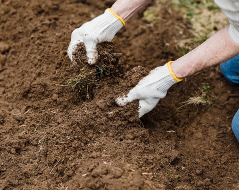 Nie ma lepszego sposobu na użyźnianie gleby. Co to jest i jak stosować wermikompost?