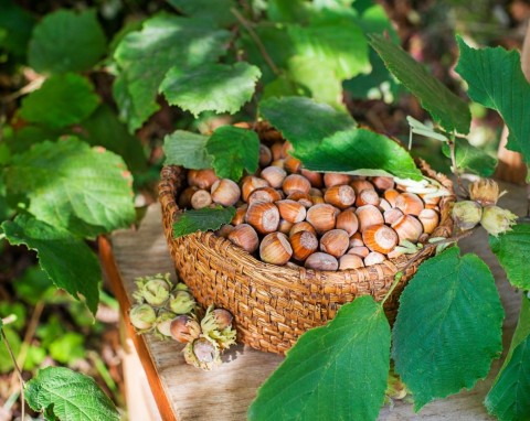 Jak przycinać leszczynę w zimie? Techniki cięcia i wykorzystanie gałęzi leszczyny