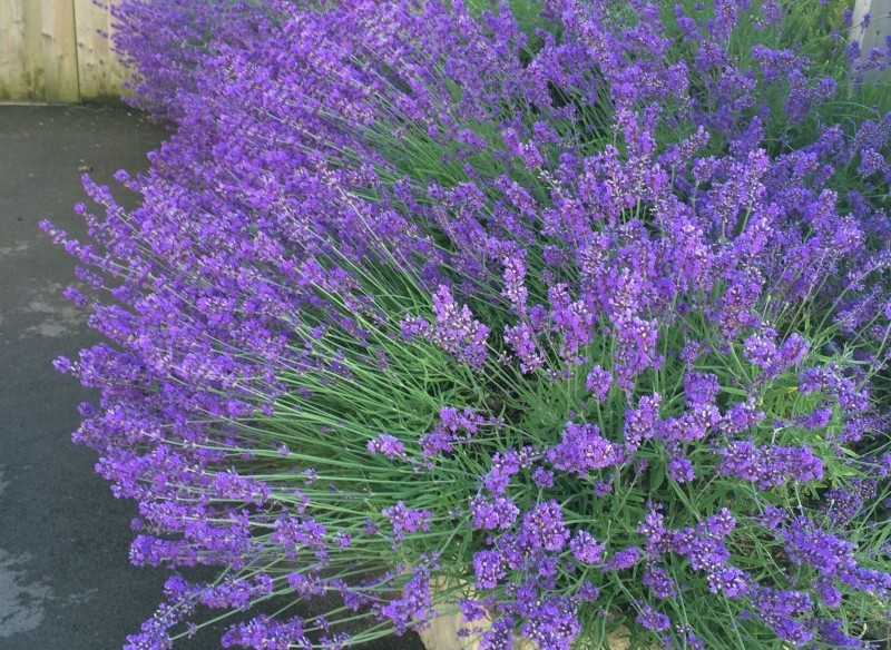 jak zbierać nasiona z lawendy