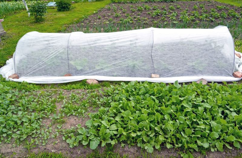 Włókninę ogrodową stosuje się w różnych celach, m.in. jako ochronę przed działaniem niskich temperatur.