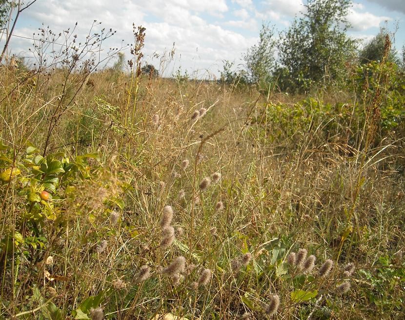 Pozostałe, Koniec lata............ - ...............i łąka.........