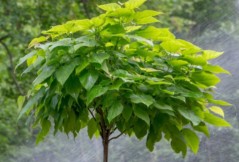 najpiękniejsze odmiany katalpy