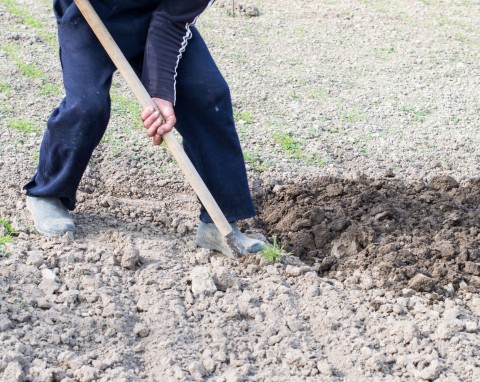 Warzywa po oborniku. Co uprawiać w 1., 2. i 3. roku po nawożeniu?