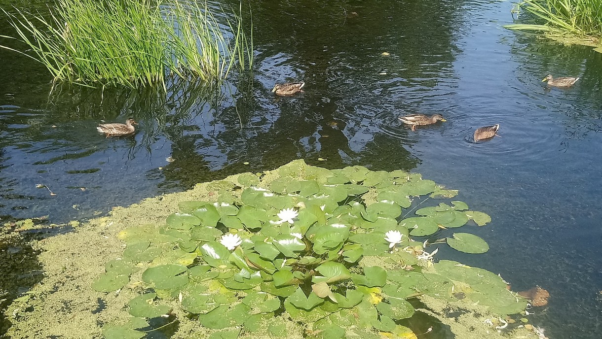 Rośliny, Wrześniowa .........jeszcze letnia galeria..... - .................i kaczki...............