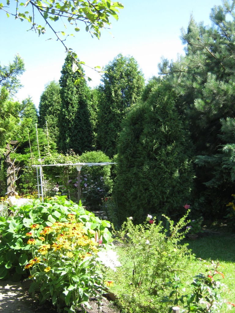 Ogród, Moja Bajka 2017r