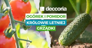 Ogórek i pomidor – królowie letniej grządki