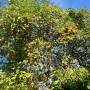 Dekoracje, Październikowe love.............. - ...............i jabłoń z jabłuszkami..............