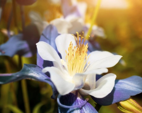 Orlik błękitny (Aquilegia caerulea)