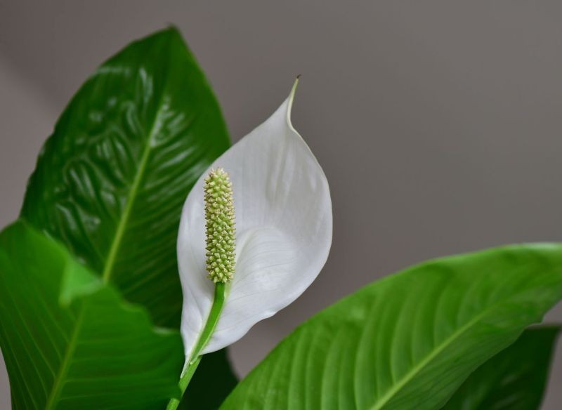 Domowy nawóz sprawi, że skrzydłokwiat w końcu zakwitnie.