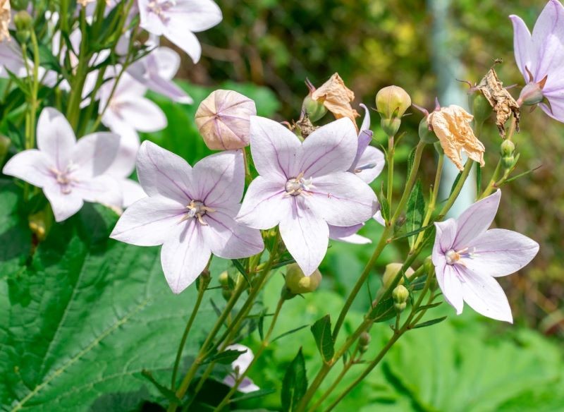 Rozwar może mieć białe, różowe lub niebieskie kwiaty.