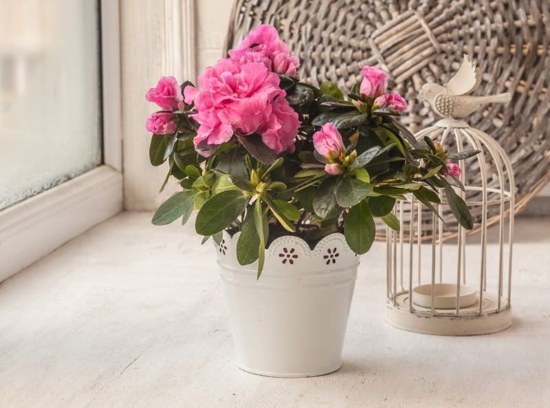 dlaczego azalia zimą marnieje