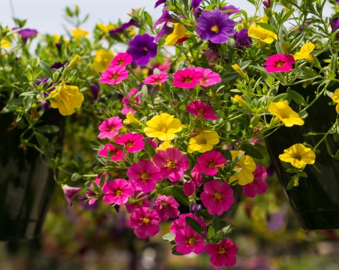 Petunie calibrachoa - kwiaty na balkon i taras