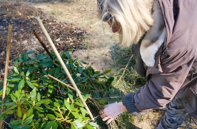 Na czas mrozów rododendrony warto osłaniać parawanami z agrowłókniny.