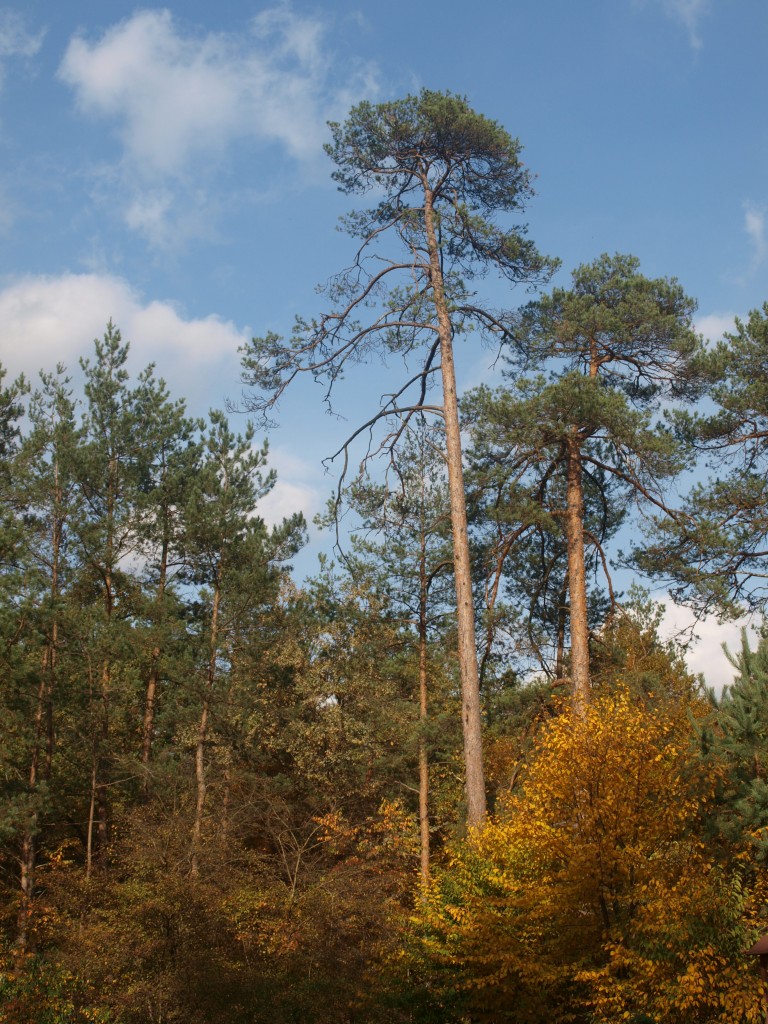 Pozostałe, Liście