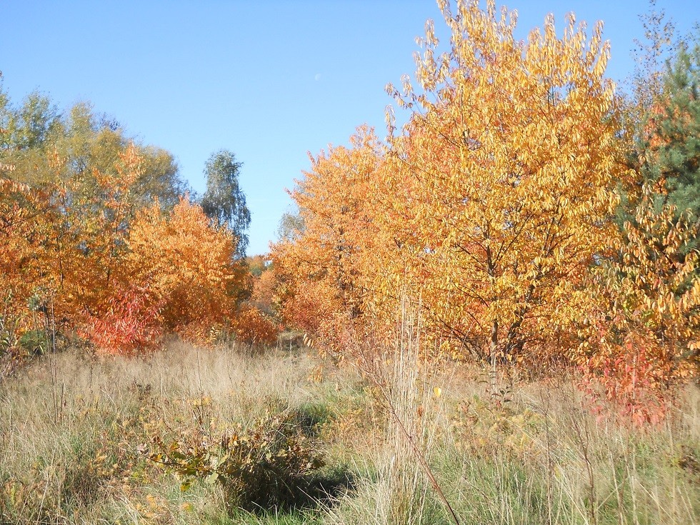 Pozostałe, Jesień. - 20.10.2019