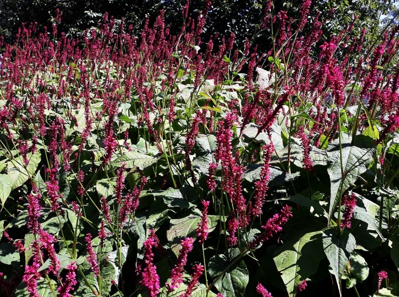 ciekawe odmiany kłosowca